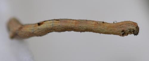 Réf. 342 937 : Crocallis elinguaria